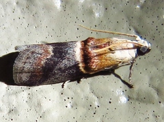 Acrobasis demotella