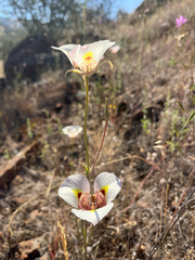 Calochortus superbus