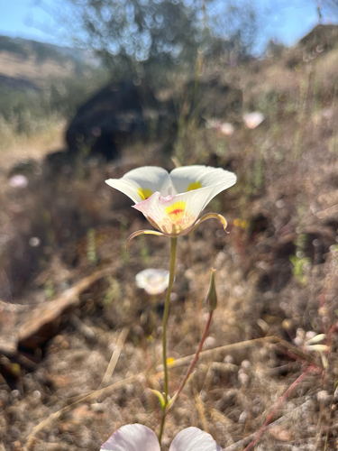 Calochortus superbus, photograph 3