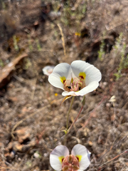 Calochortus superbus, photograph author not stated, no rights reserved