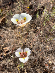 Calochortus superbus, photograph author not stated, no rights reserved
