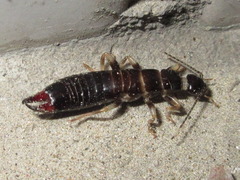 Gonolabis marginalis