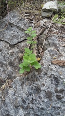 Carlowrightia texana