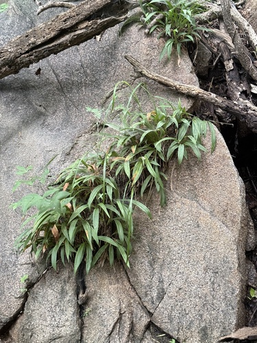Carex siderosticta, photograph 6