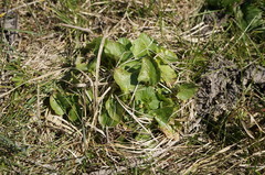 Ficaria verna calthifolia