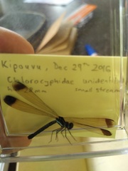 Chlorocyphidae