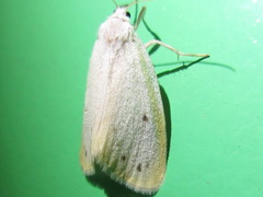 Miltochrista calamina