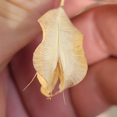 Calochortus albus, photograph (c) Konshau Duman, some rights reserved (CC BY)