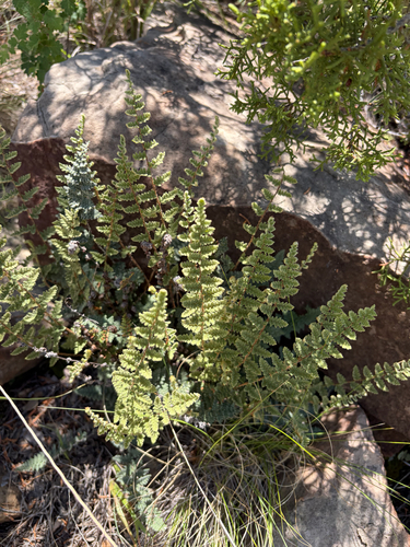 Eaton's lipfern