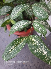 Dracaena surculosa