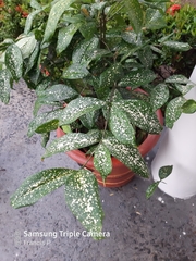 Dracaena surculosa
