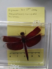Neurothemis ramburii