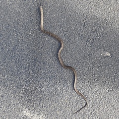 Pantherophis alleghaniensis