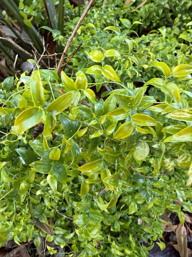 Cape Smilax