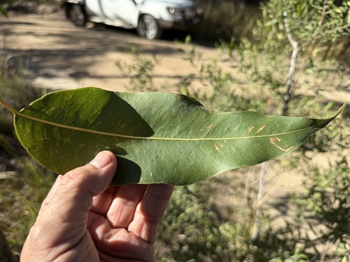 Corymbia henryi, 2026-07-18