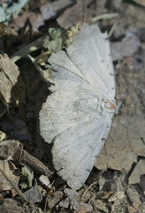 Spiloloma lunilinea