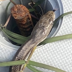 Pantherophis alleghaniensis