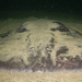 Western Atlantic Torpedo - Photo (c) alex_shure, some rights reserved (CC BY-NC), uploaded by alex_shure