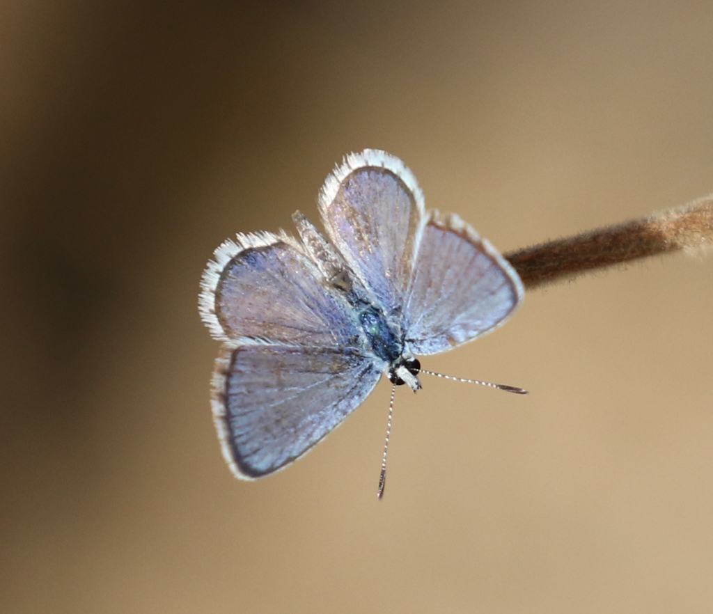 Hemiargus