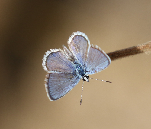 Hanno Blue