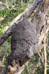 Nasutitermes nigriceps