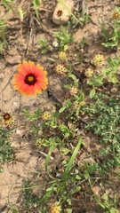 Gaillardia amblyodon