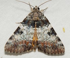 Catocala connubialis