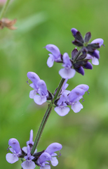Salvia sclareoides