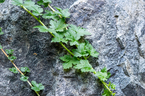 Ribes inerme, photograph 3