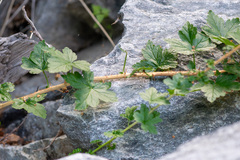 author not stated, no rights reserved Ribes inerme, photograph author not stated, no rights reserved
