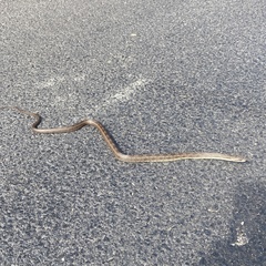 Pantherophis alleghaniensis