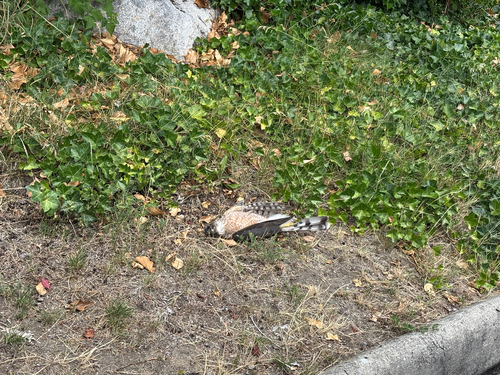 Sharp-shinned Hawk observed by c616