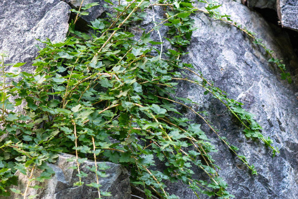 Ribes inerme; photograph author not stated, no rights reserved