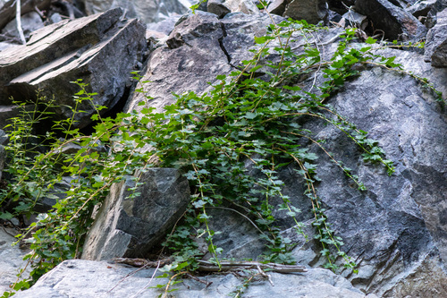 Ribes inerme, photograph 1