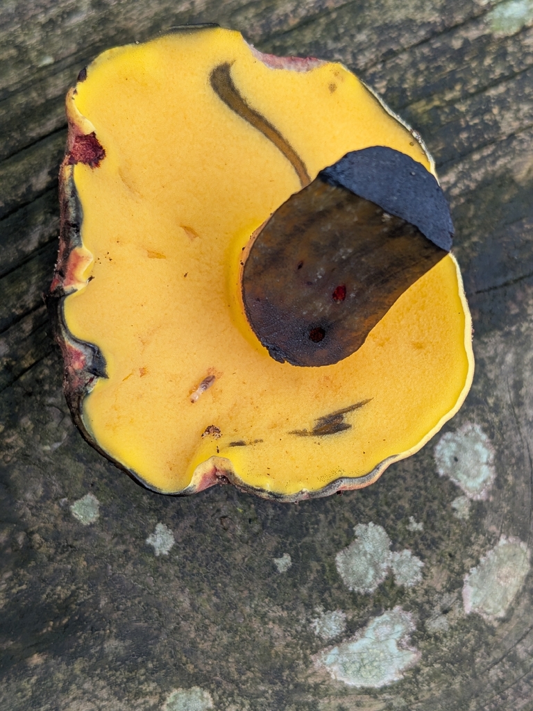 Hongoboletus americanus