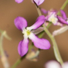 Hesperidanthus linearifolius