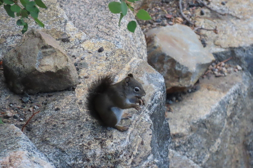 Fremont's Squirrel observed by yoderatlee