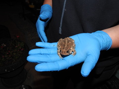 Anaxyrus fowleri