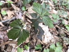 Cardamine diphylla