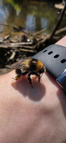 Semenov's Bumble Bee