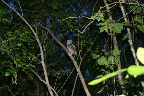 Megascops guatemalae