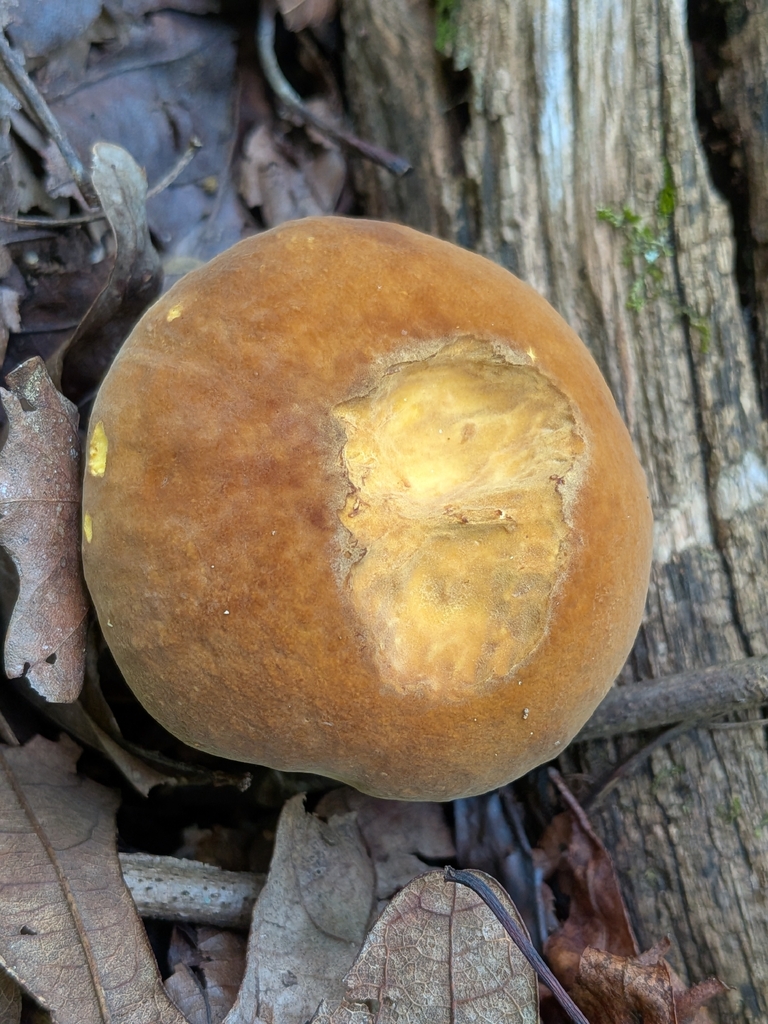 butter-foot bolete · July 2026 · photo: Photo: no rights reserved · iNaturalist
