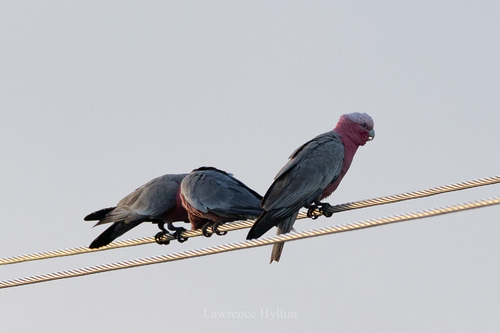 Galah