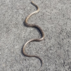 Pantherophis alleghaniensis