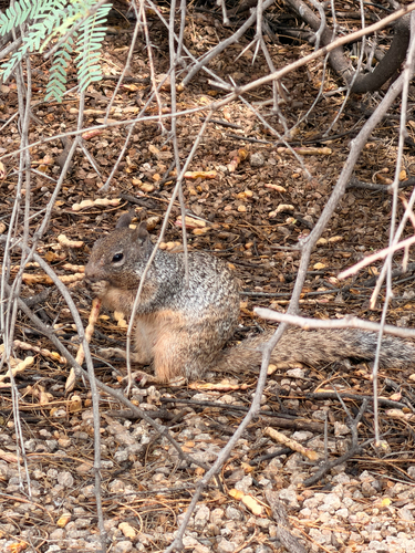 Rock Squirrel observed by tbizzy