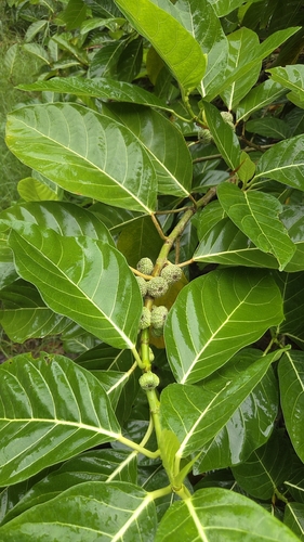 Ficus septica, photograph 2