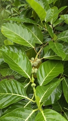 Ficus septica, photograph (c) Heng Chian Li, some rights reserved (CC BY)