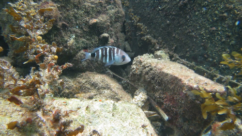 Banded rockcod (Hyporthodus ergastularius) — Serranidae — 4