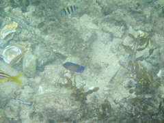 Centropyge bispinosa