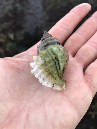 Nucella lamellosa